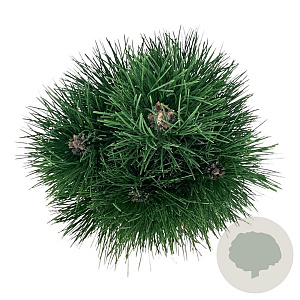 Pinus nigra 'Green Tower' 50-60 cm 7,5L