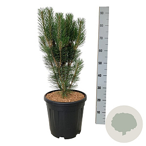 Pinus nigra 'Loïs' 50-60 cm 15L
