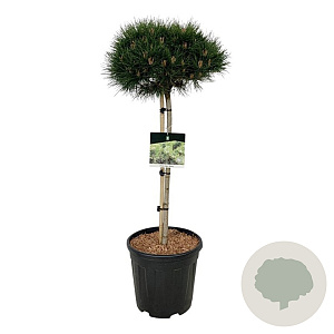Pinus nigra 'Nana' 70 cm stam 15L kroon 30-40