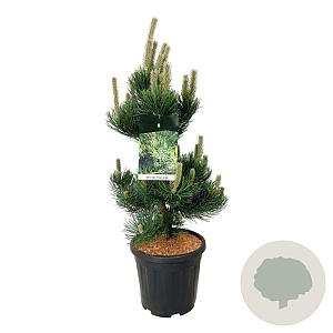 Pinus nigra 'Oregon Green' 80-100 cm 15L