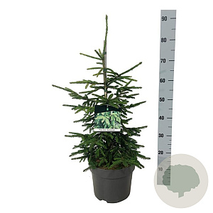 Picea orientalis 'Aureospicata' 50-60 cm 6L