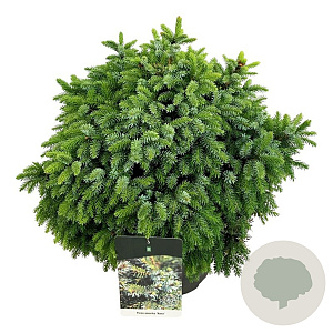 Picea omorika 'Nana' 50-60 cm 15L