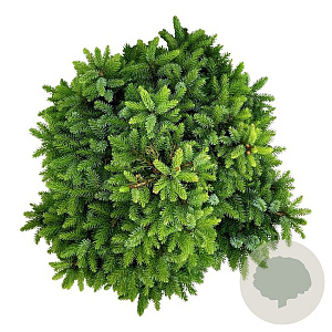 Picea omorika 'Nana' 50-60 cm 15L