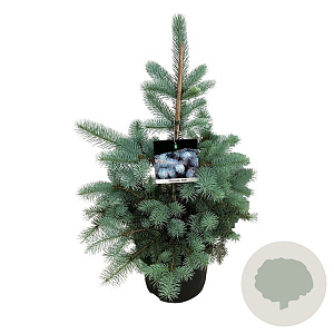 Picea pungens 'Edith' 50-60 cm 6L