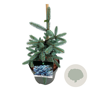 Picea pungens 'Erich Frahm' 30-40 cm 6,5L