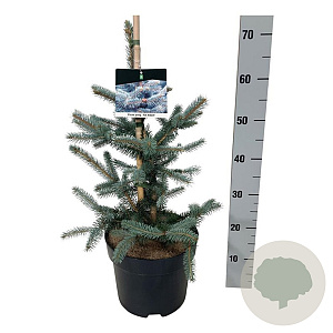 Picea pungens 'Fat Albert' 50-60 cm 6L