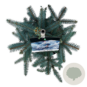 Picea pungens 'Fat Albert' 50-60 cm 6L