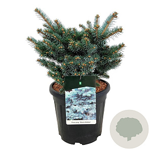 Picea pungens 'Glauca Globosa' 40-50 cm 15L