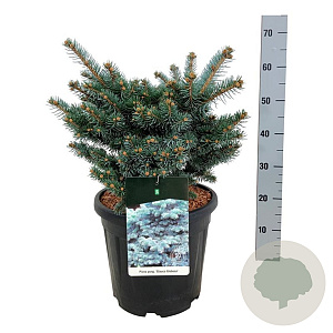 Picea pungens 'Glauca Globosa' 40-50 cm 15L