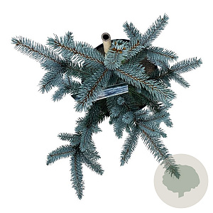 Picea pungens 'Hoopsii' 40-50 cm 6L