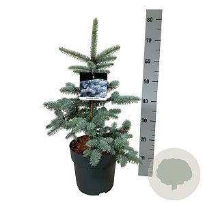 Picea pungens 'Hoopsii' 50-60 cm 6L