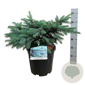 Picea pungens 'Karpaten' 50-60 cm 15L