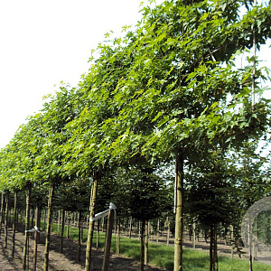 Liquidambar s. 'Worplesdon' 14-16 HO draadkluit LEIVORM