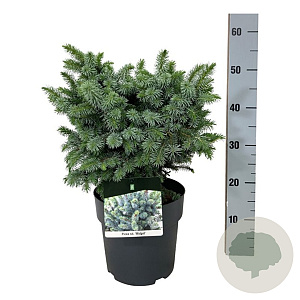 Picea sitchensis 'Midget' 25-30 cm