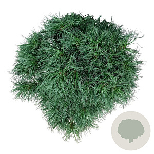 Pinus strobus 'Tiny Kurls' 40-50 cm 15L