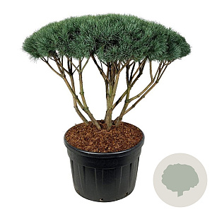 Pinus sylv. 'Watereri' 100-125 cm cont. 230L scherm