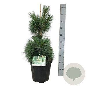 Pinus schwerinii 'Wiethorst' 60-80 cm 15L