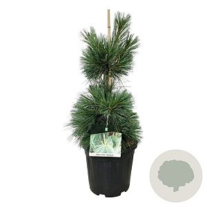 Pinus schwerinii 'Wiethorst' 60-80 cm 15L