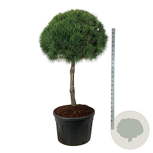 Pinus sylvestris 100 cm stam cont. 230L kroon 90-100