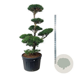 Pinus sylvestris 175-200 cm cont. 230L bonsai