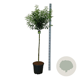 Prunus lusitanica 'Brenelia' 120-140 cm 30L