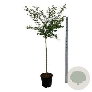 Prunus subh. 'Autumnalis Rosea' 120 cm stam 30L extra
