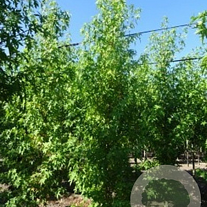 Liquidambar s. 'Worplesdon' 18-20 HO draadkluit geveerd