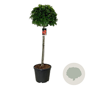 Quercus pal. 'Green Dwarf' 120 cm stam cont. 55L extra