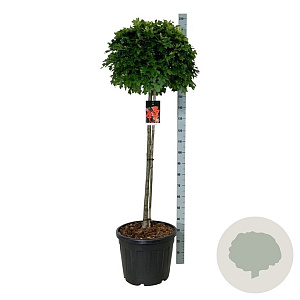 Quercus pal. 'Green Dwarf' 120 cm stam cont. 55L extra