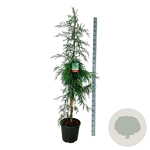 Sequoia s. 'Winter Blue' 175-200 cm 30L extra