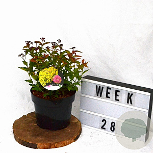 Spiraea jap. 'Goldflame' 30-40 cm 3,0L