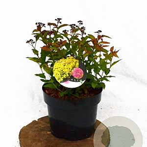 Spiraea jap. 'Goldflame' 30-40 cm 3,0L