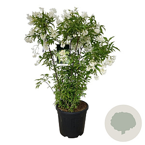 Staphylea colchica 100-125 cm 30L extra