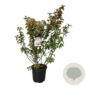 Stachyurus praecox 125-150 cm 30L extra