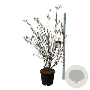 Stachyurus praecox 170-200 cm cont. 55L extra