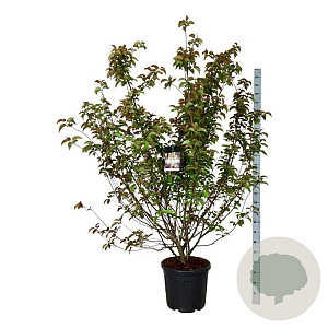Stachyurus praecox 170-200 cm cont. 55L extra