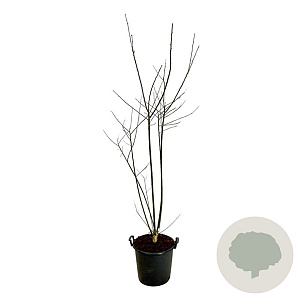 Styphnolobium japonicum 150-175 cm 30L extra
