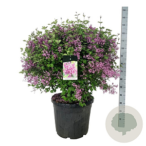 Syringa Bloomerang Dark Purple 60-80 cm cont. 55L bol extra