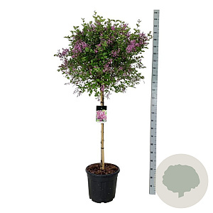 Syringa Bloomerang Dark Purple 90 cm stam 30L