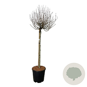 Syringa Bloomerang Pink Perfume 90 cm stam 15L
