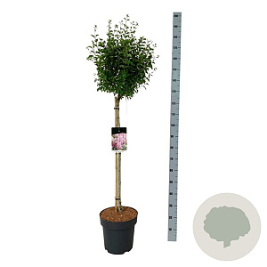 Syringa  'Flowerfest Pink' 90 cm stam 15L