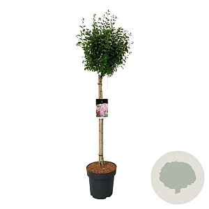 Syringa  'Flowerfest Pink' 90 cm stam 15L