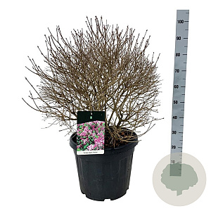Syringa meyeri 'Palibin' 50-60 cm 30L extra