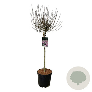 Syringa meyeri 'Palibin' 80 cm stam 15L