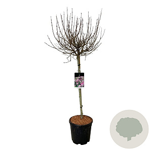 Syringa meyeri 'Palibin' 90 cm stam 15L