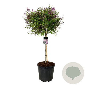 Syringa meyeri 'Palibin' 90 cm stam cont. 55L extra