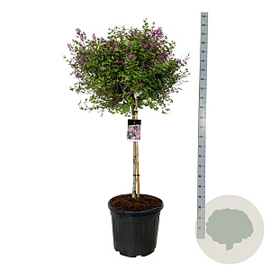 Syringa meyeri 'Palibin' 90 cm stam cont. 55L extra