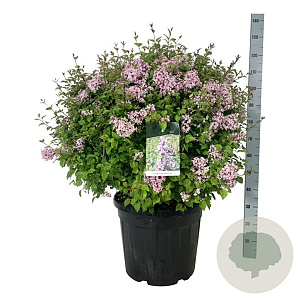 Syringa Sugar Plum Fairy 60-80 cm cont. 55L bol extra