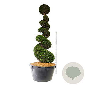 Taxus baccata 225-250 cm cont. 500L spiraal