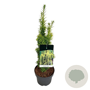 Taxus b. 'David' 50-60 cm 4,5L